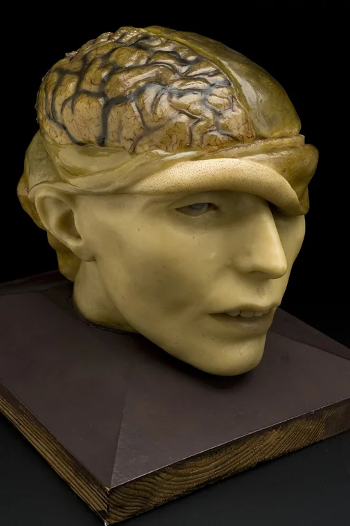 Modelo anatômico de cera